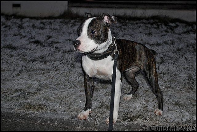 DSC_1099d2s.JPG