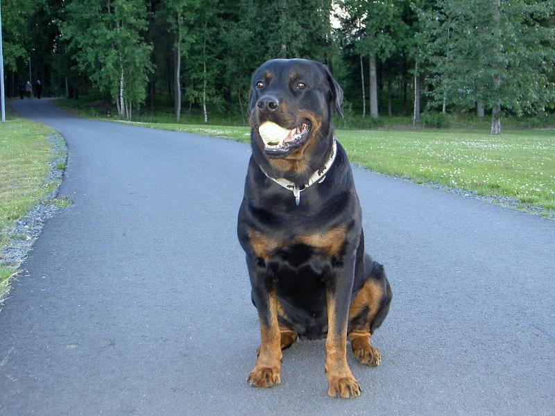 Eddie forumbild.JPG